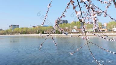春天河边的樱花与远方的城市